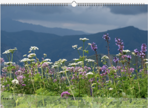 Bergweh, Kalender, Almbaden, Monatskalender, Alpenkalender, Almwiesenkalender, Blumenkalender
